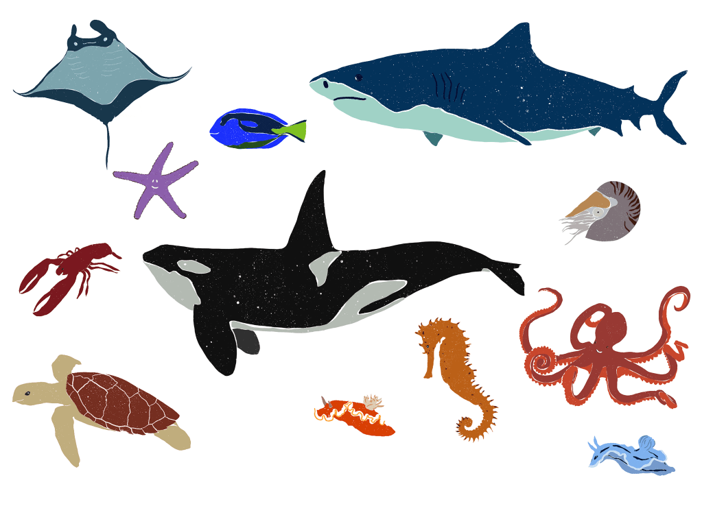 Illustration of ocean creatures by Viktoria Spokojna including a whale, octopus, sea snail, scampi, blue tang fish, shark, seahorse, lobster, turtle, sea urchin and stingray.